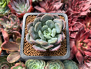 Echeveria 'Mulan' 1" Succulent Plant