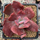 Echeveria 'Diamond State' Variegated 3" Succulent Plant
