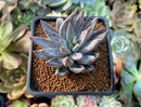 Echeveria 'Unguiculata' 2" Succulent Plant