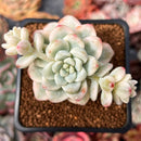 Sedum 'Clavatum' Variegated 2" Succulent Plant