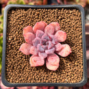 Echeveria 'Devolution' 1" Small Succulent Plant