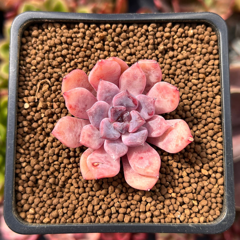 Echeveria 'Devolution' 1
