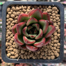 Echeveria Agavoides sp. 1" Succulent Plant