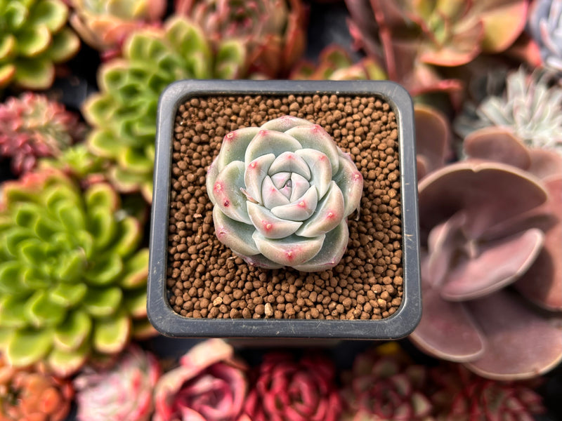 alba beauty succulent Echeveria 'Alba Beauty' 1