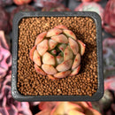 Echeveria 'Pink Dragon' 1" Succulent Plant