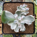 Echeveria 'Berkeley Light' Variegated 3" Succulent Plant