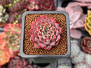 Echeveria 'Sarahime' Hybrid 1" Succulent Plant