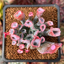 Echeveria 'Trumpet Pinky' 2" Succulent Plant