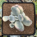 Cotyledon 'Orbiculata' Variegated 3" Succulent Plant