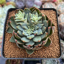 Echeveria 'Hoke' 3" Succulent Plant