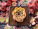 Echeveria 'Shirring' 2" Succulent Plant