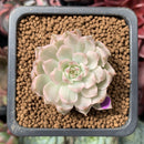 Echeveria 'Margaret' Variegated 1" Succulent Plant