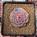 Echeveria 'Hongil' 2" Succulent Plant