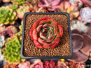 Echeveria 'Firemon' 1" Succulent Plant