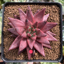 Echeveria Agavoides 'Sirius' 3"-4” Succulent Plant