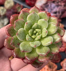 Echeveria 'Christmas Carol' 2" Succulent Plant