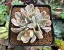 Echeveria Runyonii Variegated (Aka Echeveria 'Akaihosi' Variegated) 2"-3" Cluster Succulent Plant