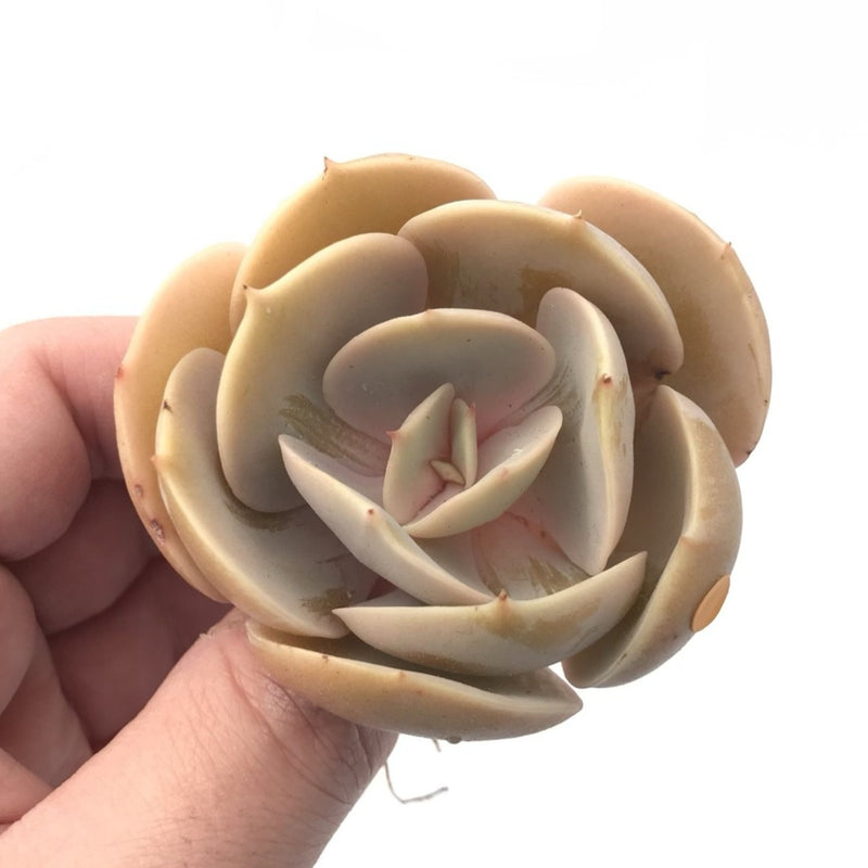 round ball succulent Echeveria 'Slime Ball' 3” Rare Succulent Plant – True Succulents Plant Co