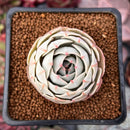 Echeveria 'Beads of Dew' 1" Succulent Plant