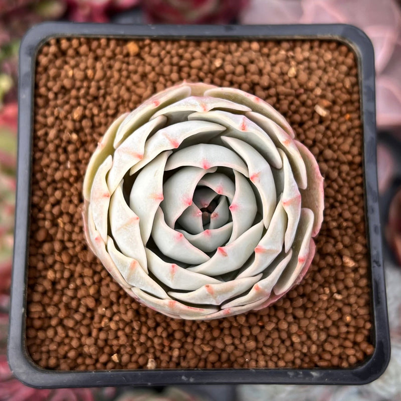 succulent that looks like beads Echeveria 'Beads of Dew' 1" Succulent Plant – True Succulents Plant Co
