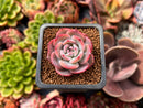 Echeveria 'Horizon' 1" Succulent Plant