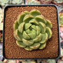 Echeveria Agavoides 'Sugar Ball' 2"-3" Succulent Plant