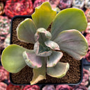 Echeveria 'Gigantea' Variegated 3" Succulent Plant