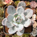 Echeveria 'Cream Sun' 3" Powdery Succulent Plant