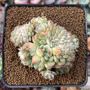 Echeveria 'Charming Blue' Crested 3" Succulent Plant