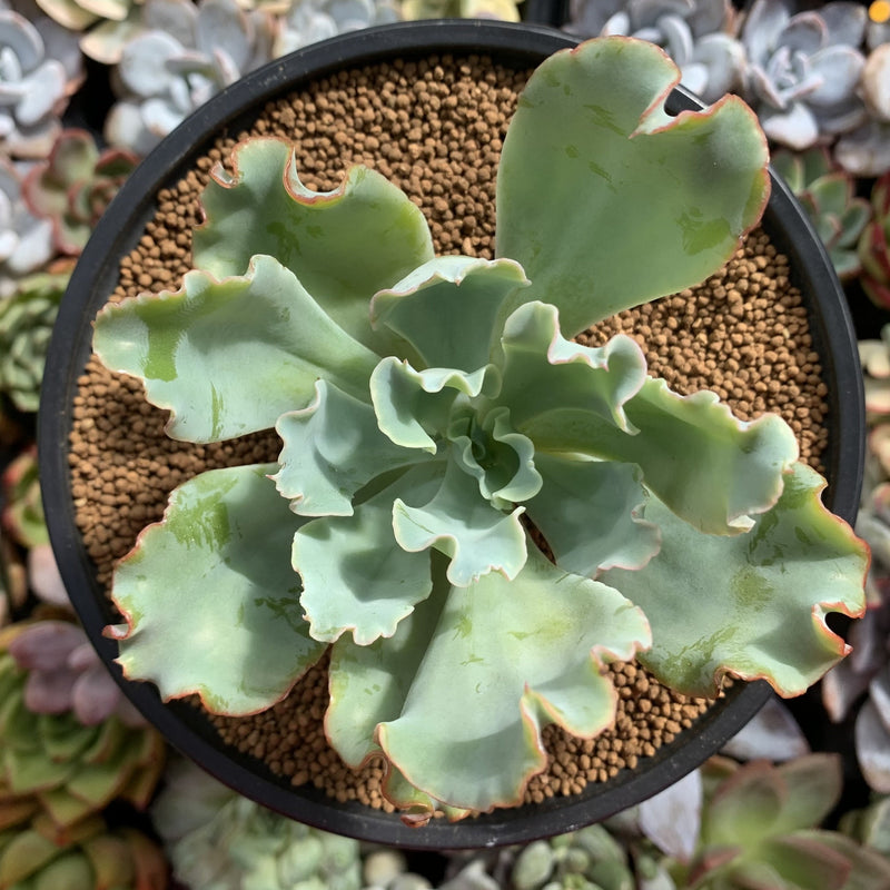 aquarius succulent Echeveria 'Aquarius' 3