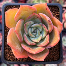 Echeveria 'Fortune Purple' 2" Succulent Plant