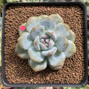 Echeveria 'Orange Monroe' 2" Succulent Plant