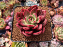 Echeveria Agavoides 'Chapote' 3" Succulent Plant