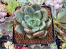 Echeveria 'Champaign' 3"-4" Succulent Plant