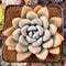 Graptoveria 'Opalina' 2"-3" Succulent Plant