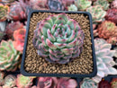 Echeveria 'Marcel' 2" Succulent Plant