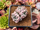 Echeveria 'Hamilton' 2" Cluster New Hybrid Succulent Plant