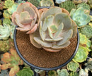 Echeveria 'Slimeball' 4" Succulent Plant