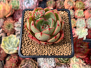 Echeveria Agavoides 'Salu' 2" Succulent Plant