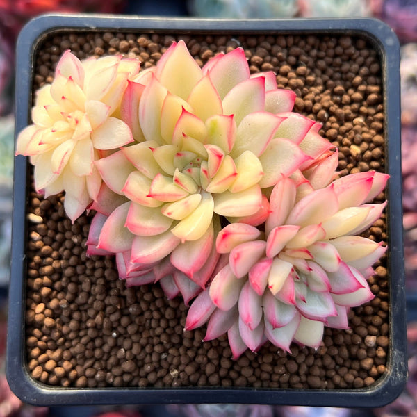 Echeveria 'Mebina' Variegated 2"-3" Succulent Plant