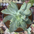Echeveria 'Luella' Variegated 5" Large Succulent Plant