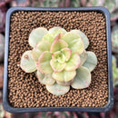 Sedeveria 'Rolly' Variegated 1" Succulent Plant