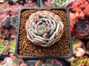 Echeveria 'Captain Hayes' 1"-2" Succulent Plant