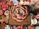 Echeveria 'Baekya' 3" Succulent Plant