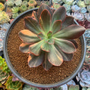 Echeveria 'Hanaikada' Variegated 5" Large Succulent Plant