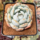Echeveria 'Orange Monroe' 2"-3 Succulent Plant