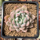 Echeveria 'Elsa' 2" Powdery Succulent Plant