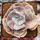 Echeveria 'Lilacina' Mutated 2" Succulent Plant