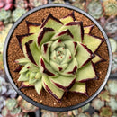Echeveria Agavoides 'Super Black' 4" Succulent Plant