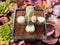 Cotyleydon Orbiculata 'Hoppi' Variegated 1"-2" Succulent Plant